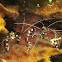 Banded coral shrimp