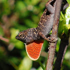 Cuban Brown Anole