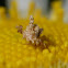 Debris-carrying lacewing larvae