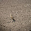 Burrowing Owl