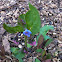 Mertensia