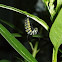 Queen butterfly caterpillar