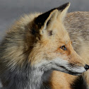 RED FOX