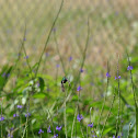 Hummingbird 