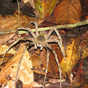 Brazilian Wandering Spider