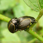 Leaf beetle