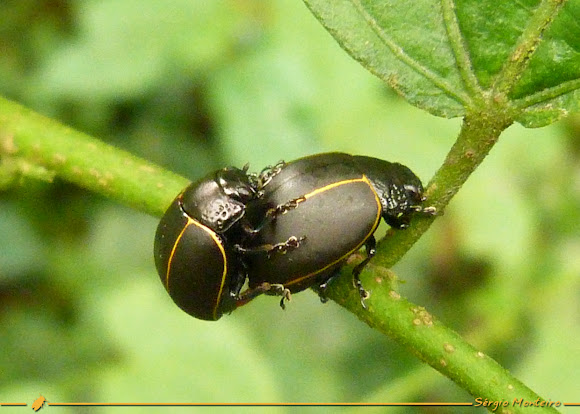 Spotting Image 1
