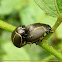 Leaf beetle
