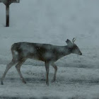 White Tail Deer