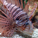 Lionfish