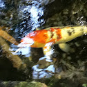 Fishy