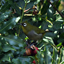 Cape White-eye