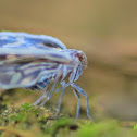 plant hopper