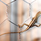 Lizard