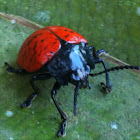 Ladybug