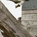Common Kestrel