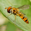 Hover Fly