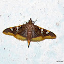 Crambidae