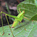 Bush Katydid
