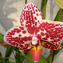 Orchid