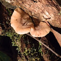 Crepidotus