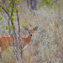 Steenbok
