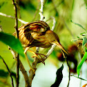 Yellow Bittern