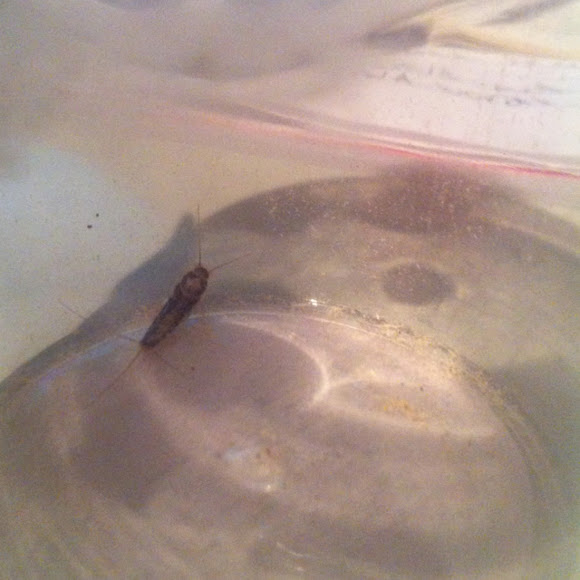 Spotting Image 1