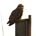 Short-Eared Owl