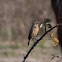 Stonechat; Tarabilla Común