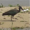 Ibis. Glossy Ibis