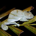 Parsons Chameleon