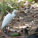 Cattle Egret