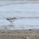 White-rumped Sandpipers