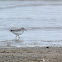 White-rumped Sandpipers