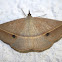 Geometer Moth