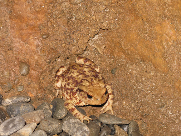 Spotting Image 1
