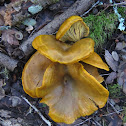 Jack-o'-Lantern Mushrooms