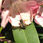 Rhododendron with honey bee