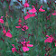Cherry Sage