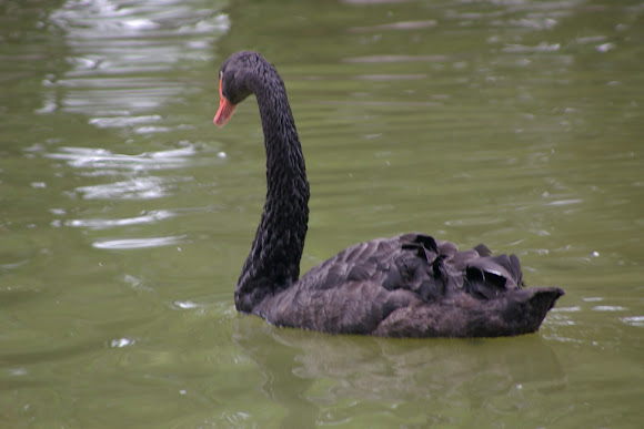 Spotting Image 1