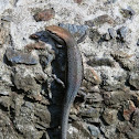 Garden Skink
