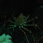 Japanese Giant Spider Crab