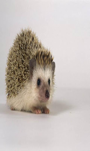 Virtual Hedgehog