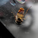 Hoverfly?