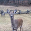 White-tailed Deer