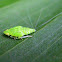 Unknown Plant hopper nymph
