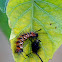 Tussock Moths