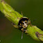 Unknown Shield Bug nymph