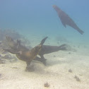 Sea Lions